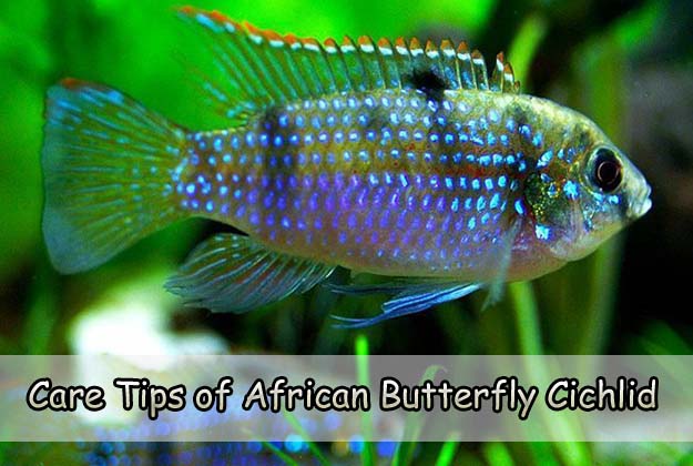 African Butterfly Cichlid Care: Tank Setup Tips