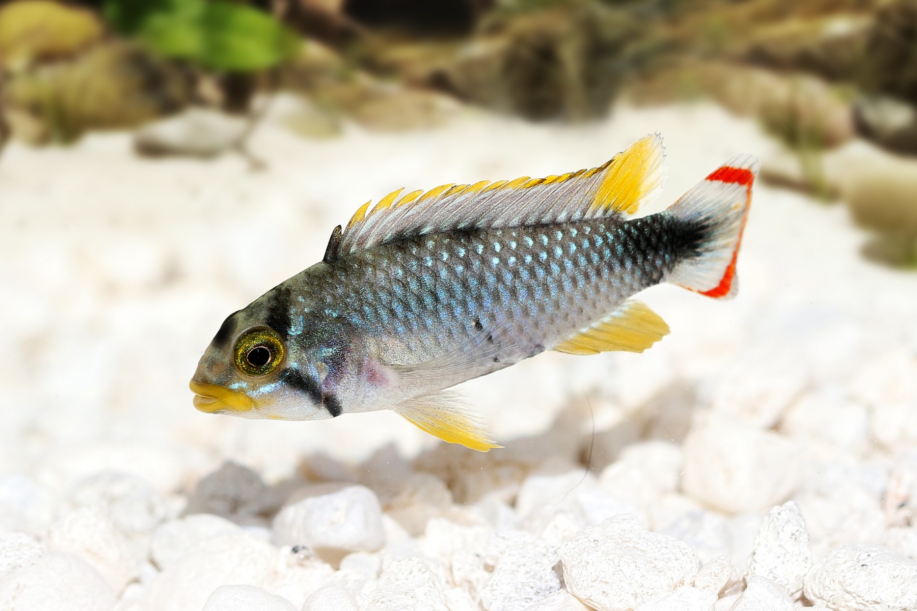 Agassiz's Dwarf Cichlid Care: Housing Guide