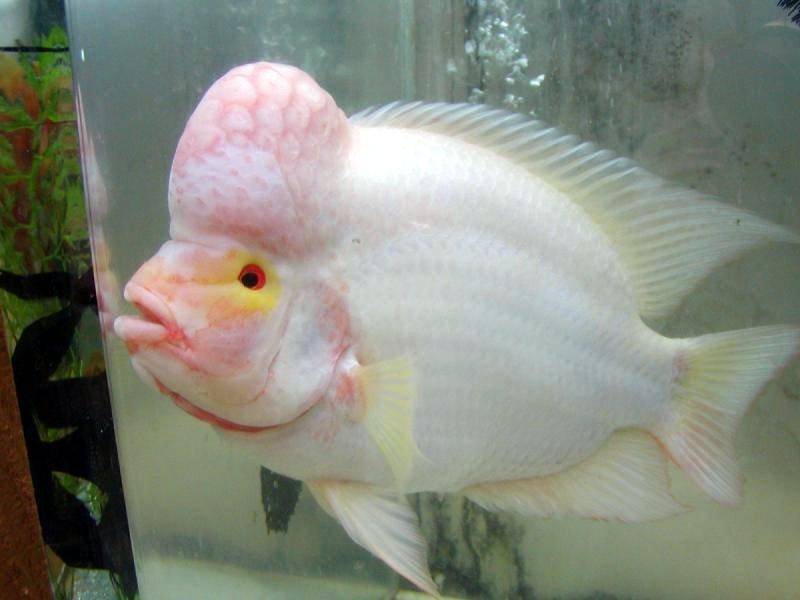 Albino Cichlid Care: Complete Guide