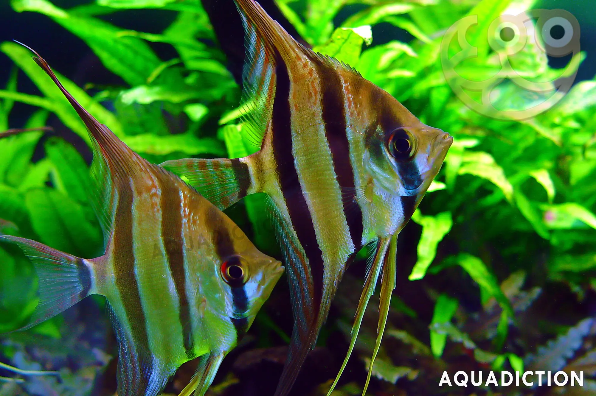 Altum Angel Care: Essential Aquarium Guide