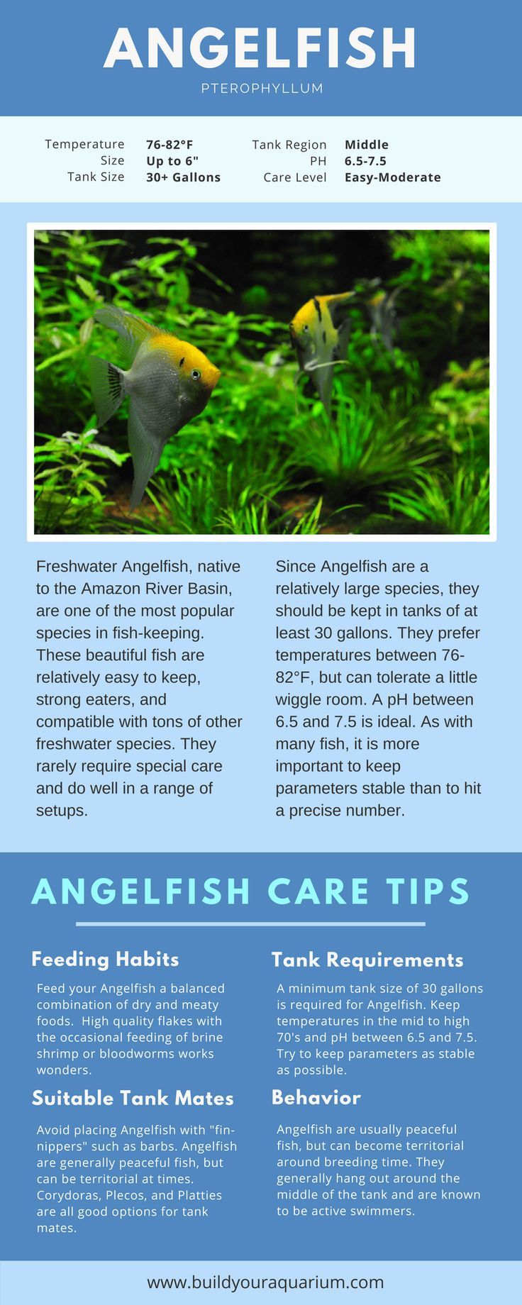 Angel Fish Care: Complete Setup Guidelines