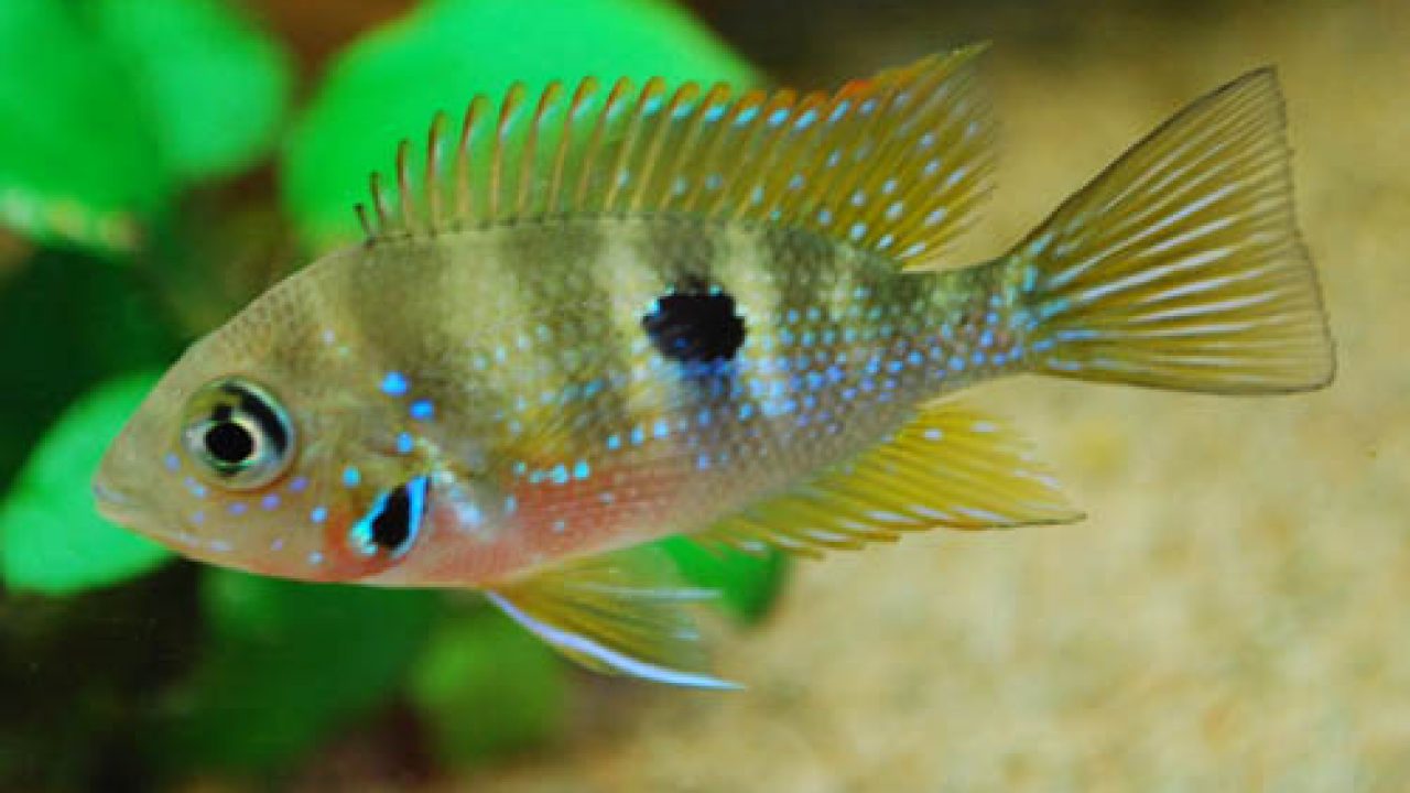 Aureum Cichlid Care: Complete Guide