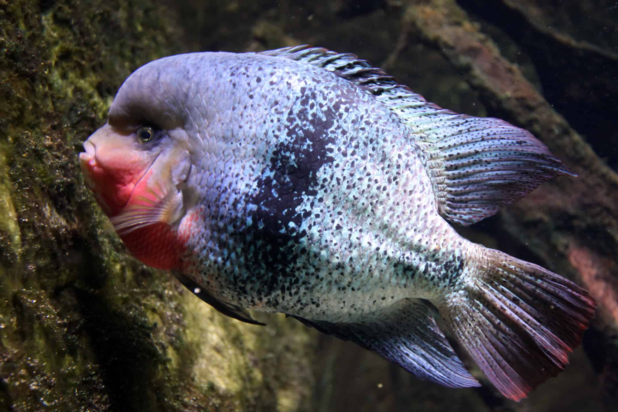 Black-belt Cichlid Care: Tank Guide