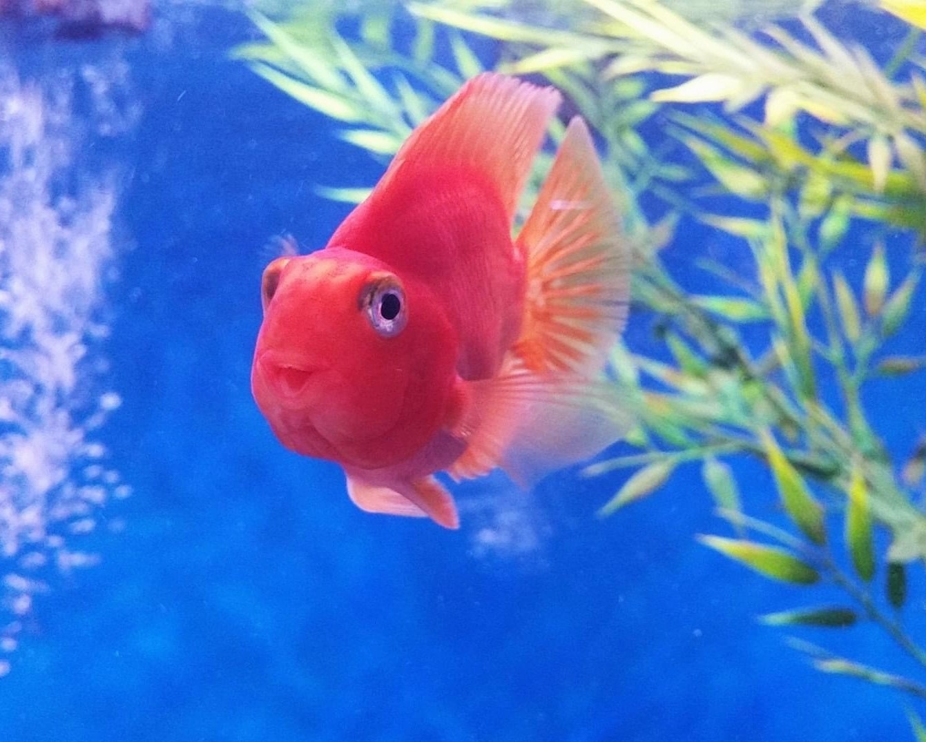 Blood Parrot Care: Complete Aquarium Guide