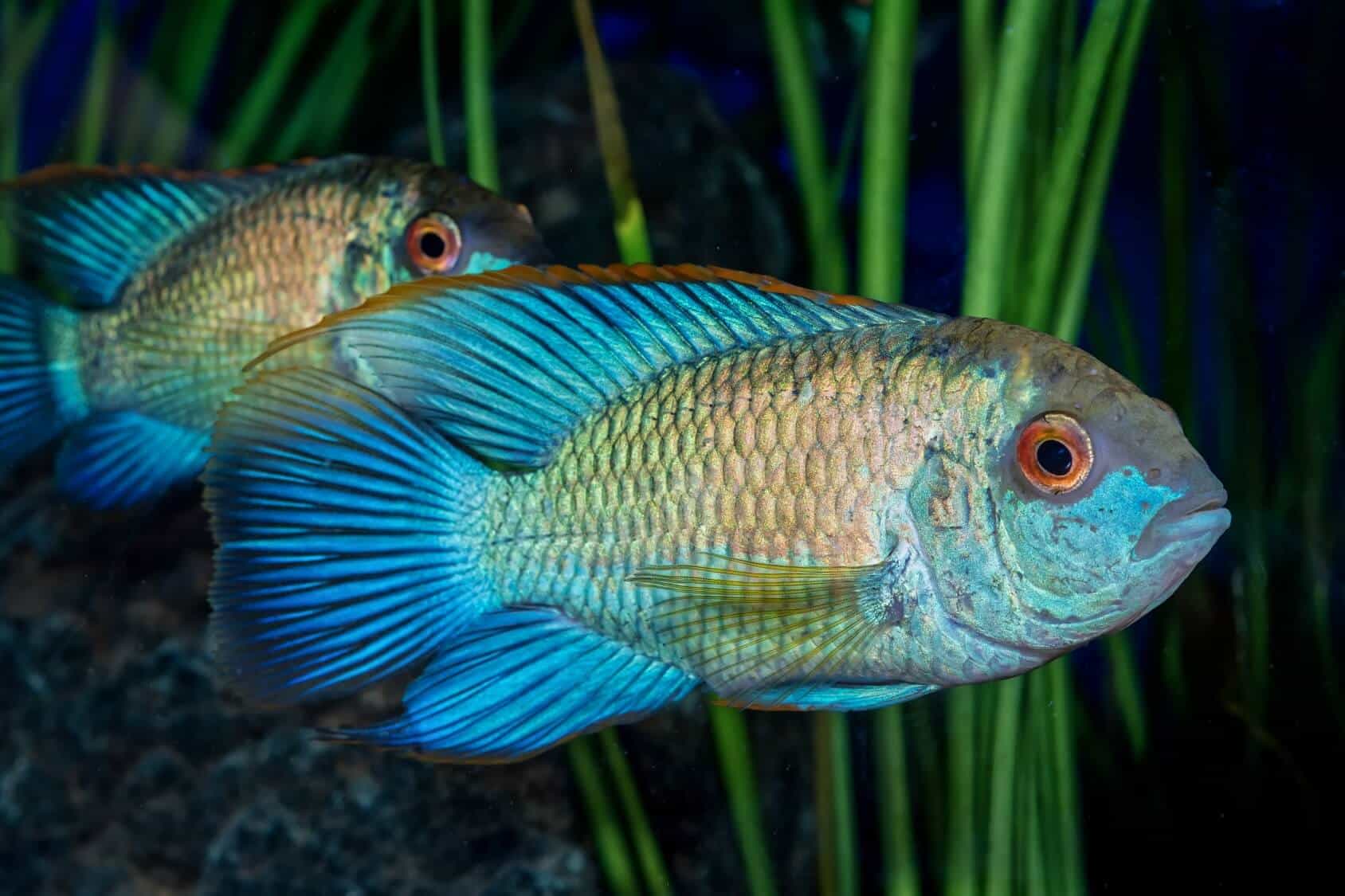 Blue Acara Care: Essential Guide for Beginners