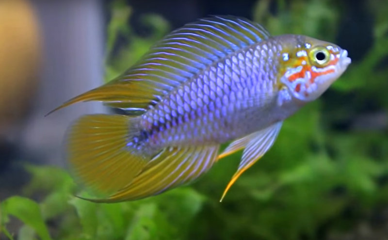 Borelli's Dwarf Cichlid Care: Essential Tips