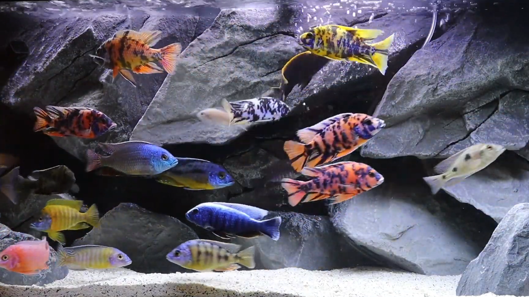 Congo Dwarf Cichlid Care: Habitat Guide