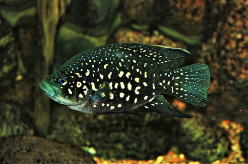 Duboisi Care: Complete Aquarium Guide & Tips