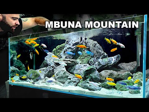 Eduard's Mbuna Care: Complete Tank Guide