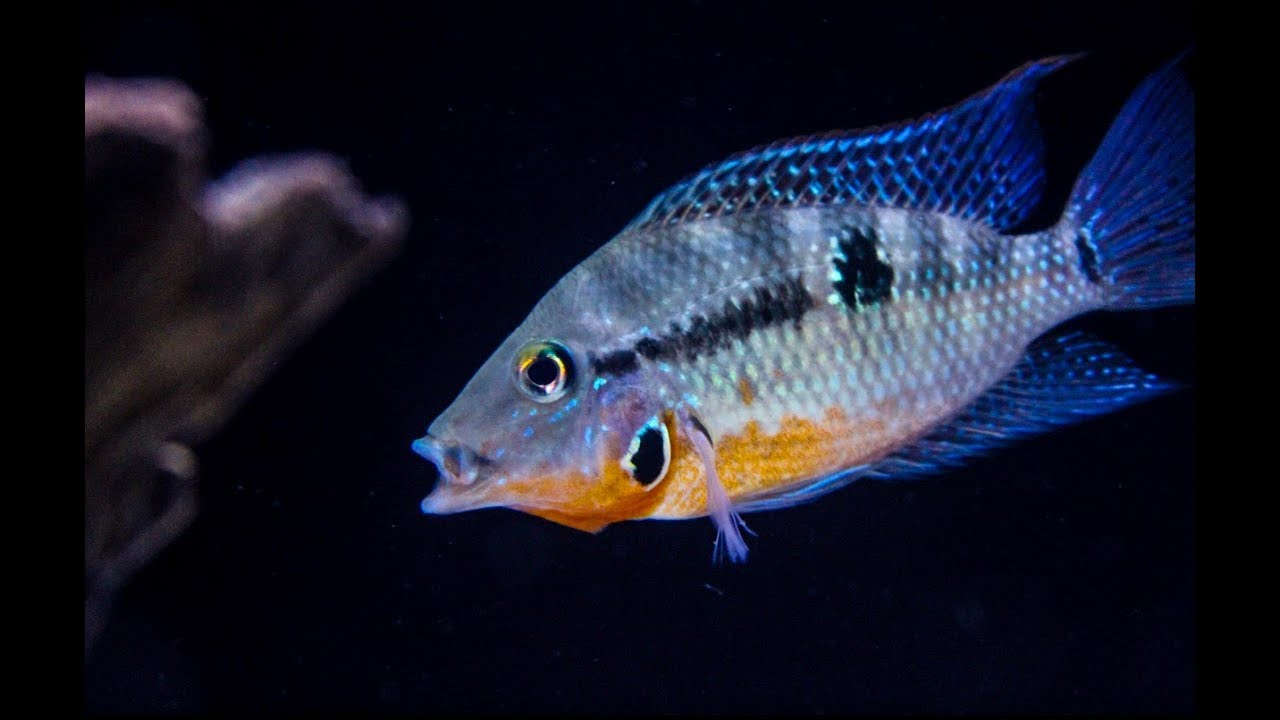 Firemouth Cichlid Care: Tank Setup