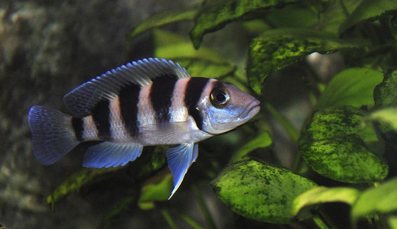 Five-barred Lamprologus Care: Setup Guide