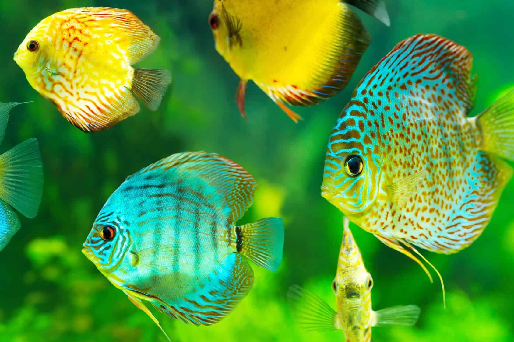 Green and Blue Discus Care: Setup Guide