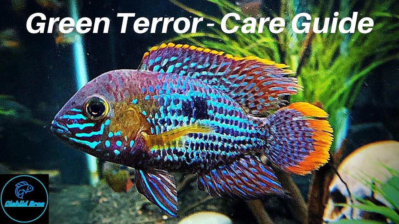 Green Terror Care: Complete Tank Setup Guide