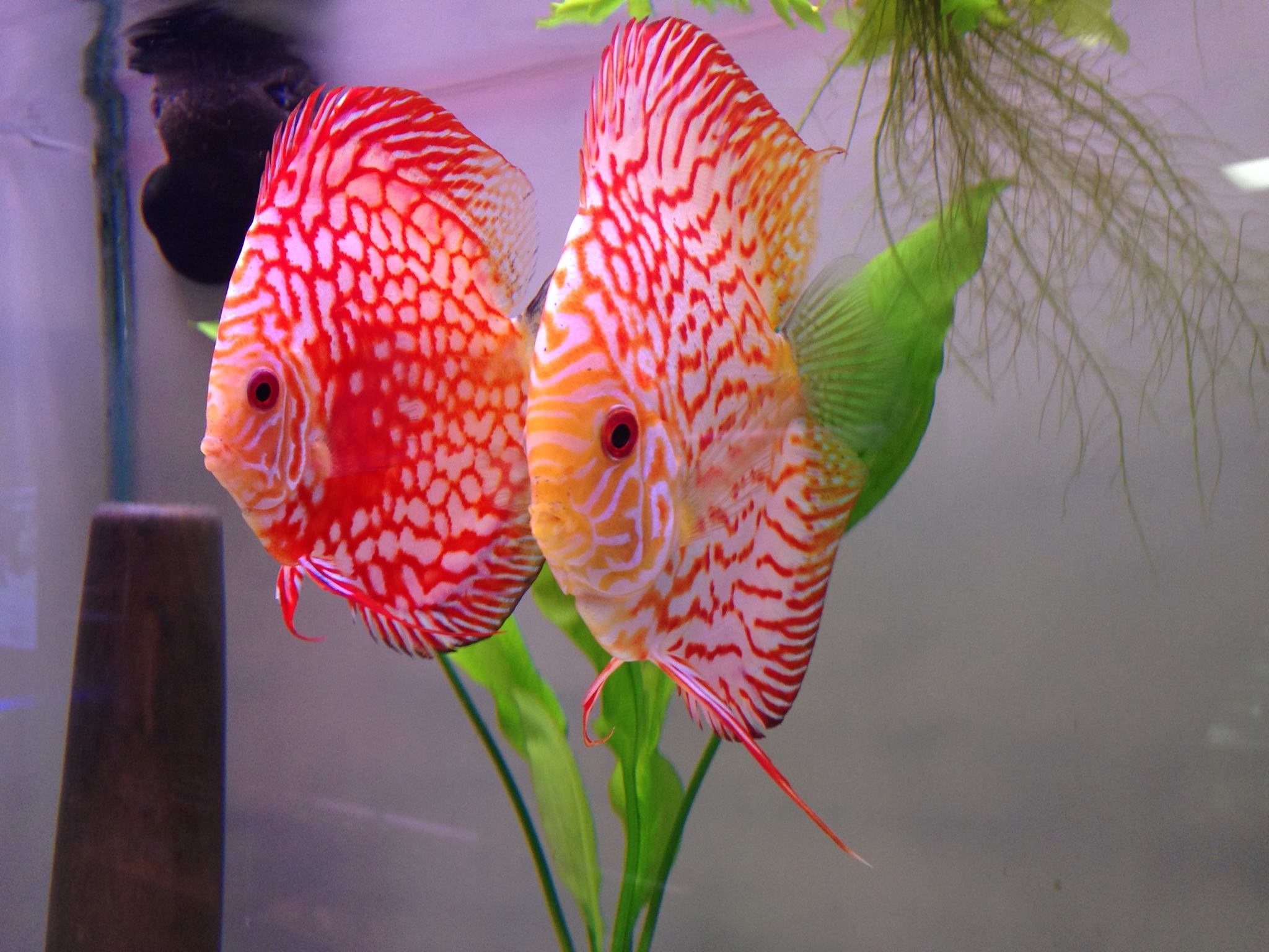 Heckel Discus Care: Essential Tank Guide