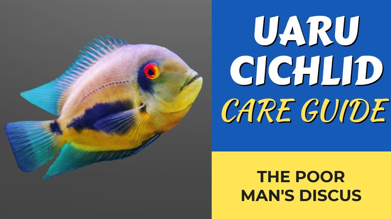 Iaru Cichlid Care: Complete Guide