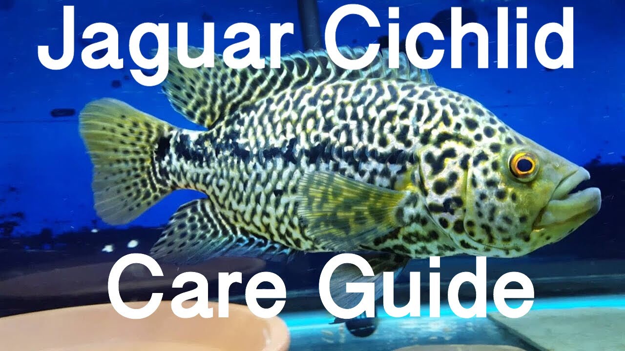 Jaguar Cichlid Care: Complete Guide