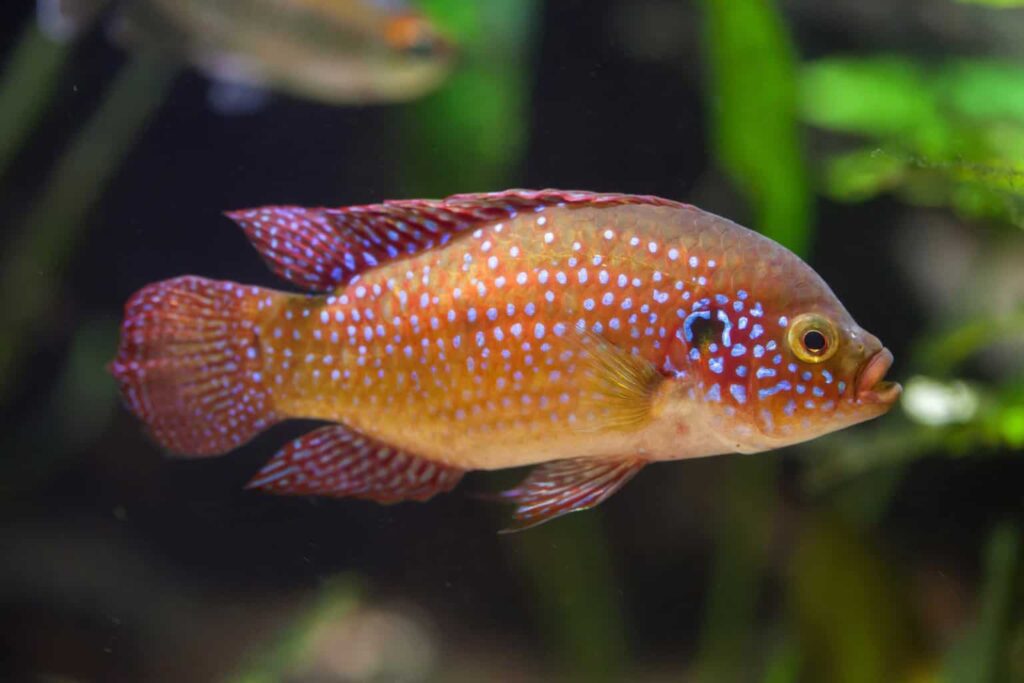 Jewel Cichlid Care: Essential Tank Tips