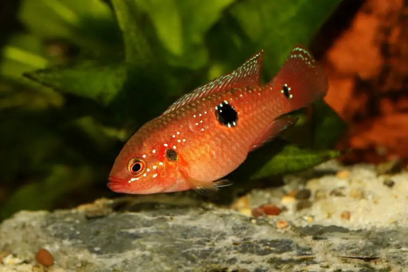 Jewel Fish Care: Essential Aquarium Guide