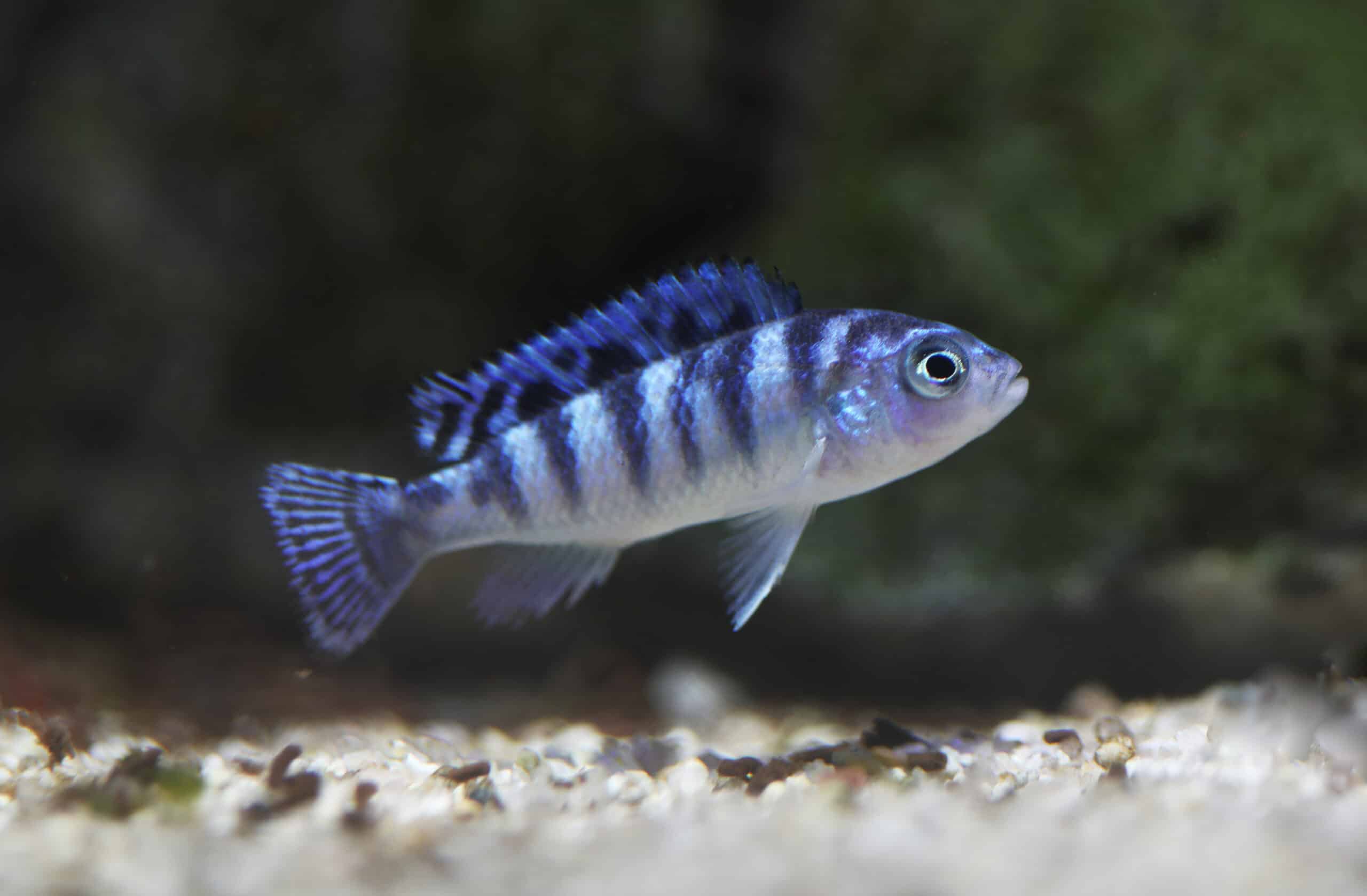 Kenyi Cichlid Care: Essential Guide & Tips