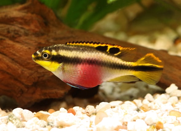 Krib Care: Essential Aquarium Guide & Tips