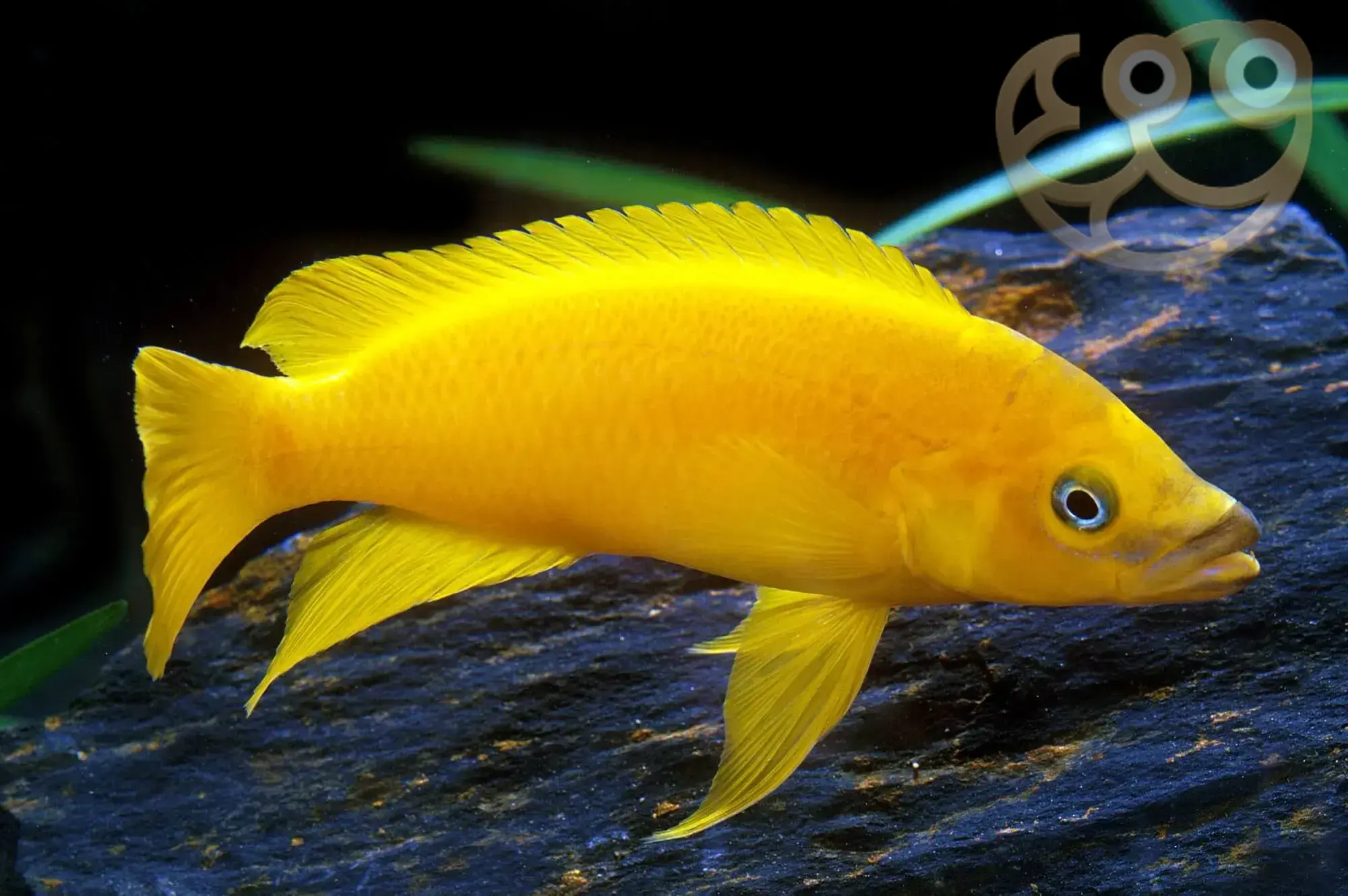 Lemon Cichlid Care: Complete Aquarium Guide