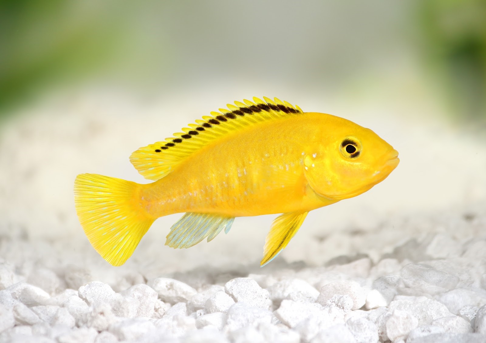 Lichnochromis Electric Yellow Care Guide