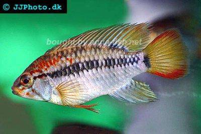 Macmaster's Dwarf Cichlid Care: Setup Guide