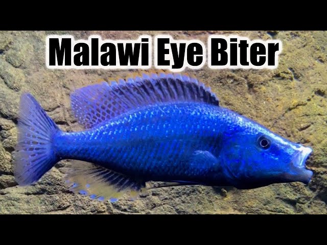 Malawi Eye-biter Care: Essential Guide