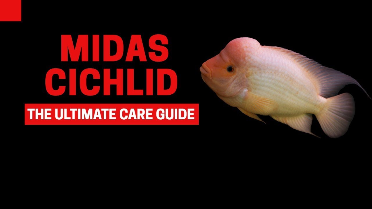 Midas Cichlid Care: Expert Tank Management Tips