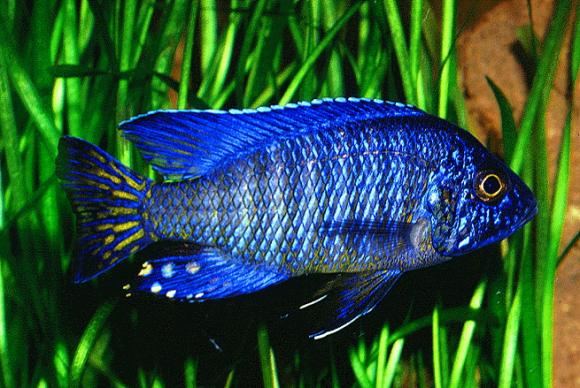 Napoleon Cichlid Care: Habitat Requirements