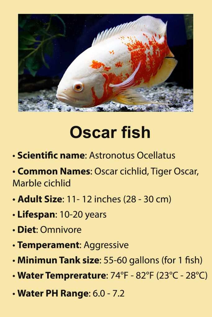 Oscar Cichlid Care: Essential Aquarium Guide