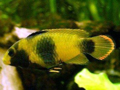 Panda Dwarf Cichlid Care: Complete Guide