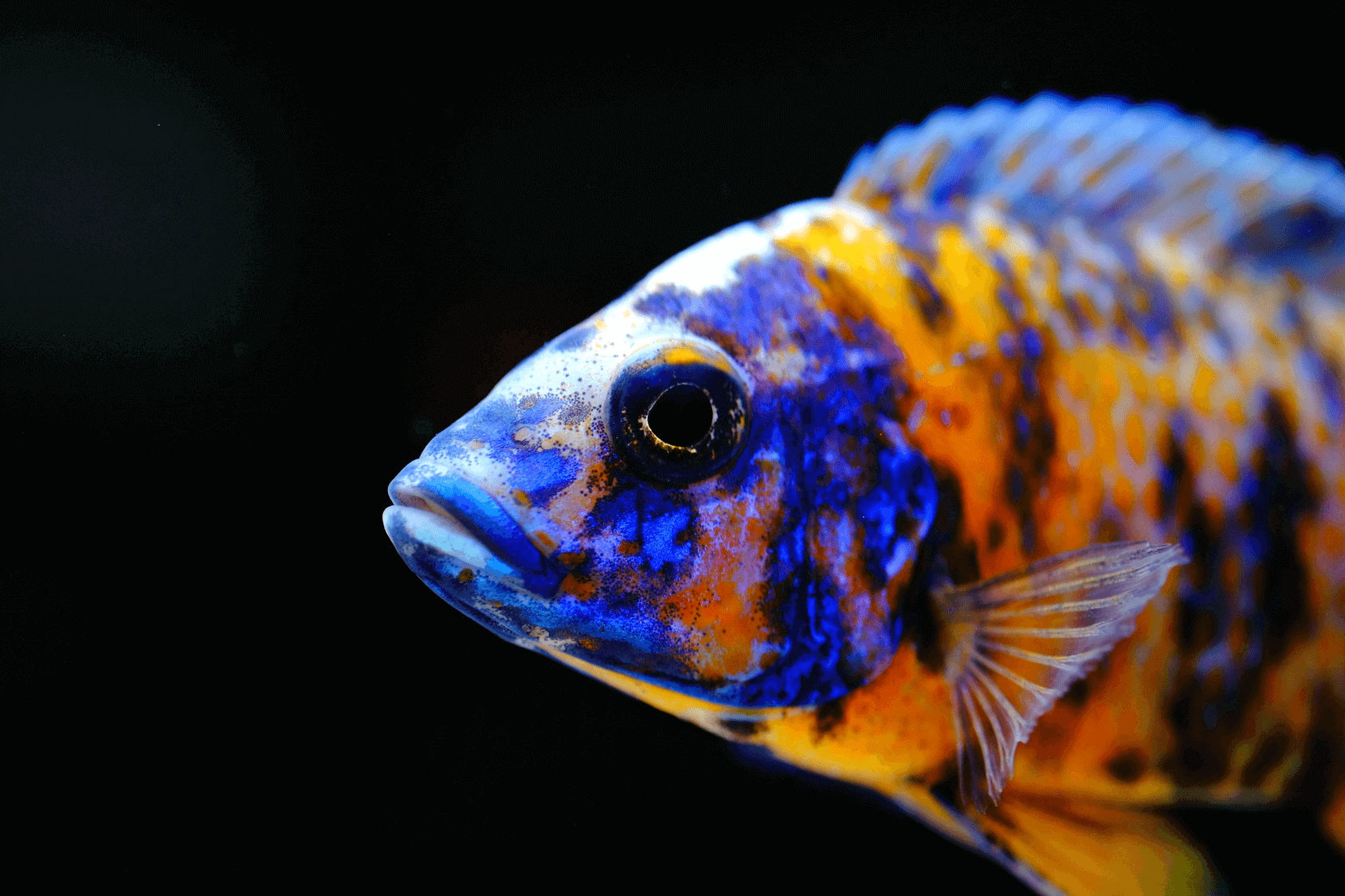 Peacock Cichlid Care: Essential Guide