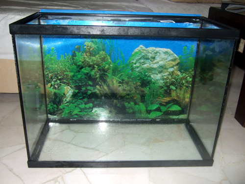 Quetzal Care: Essential Aquarium Setup Guide