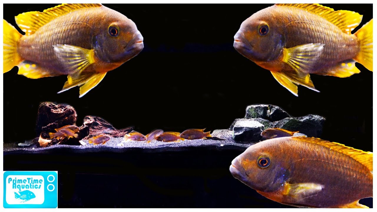 Rusty Cichlid Care: Essential Guide