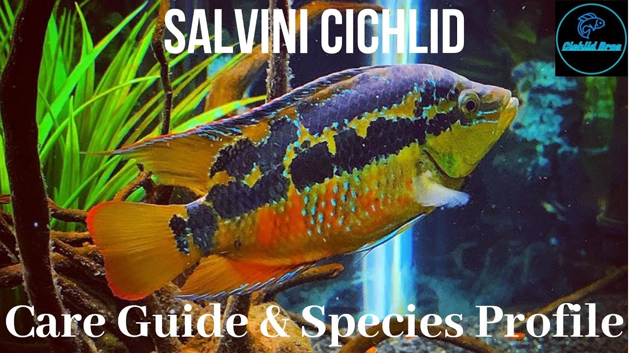 Salvin's Cichlid Care: Complete Tank Guide