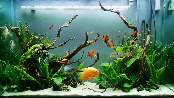 Severum Cichlid Care: Tank Requirements