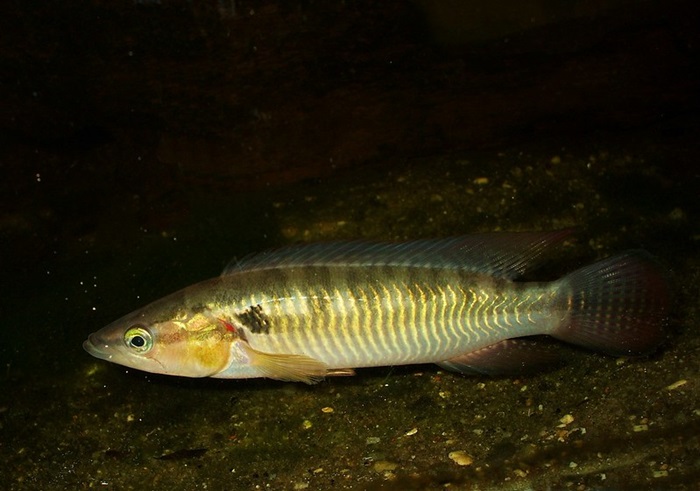 Striped Pike Cichlid Care: Tank Setup