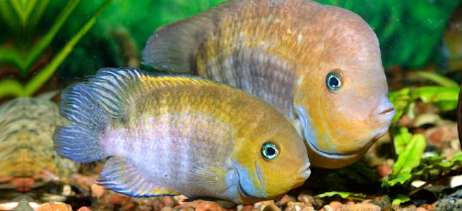 T-Bar Cichlid Care: Complete Habitat Guidelines