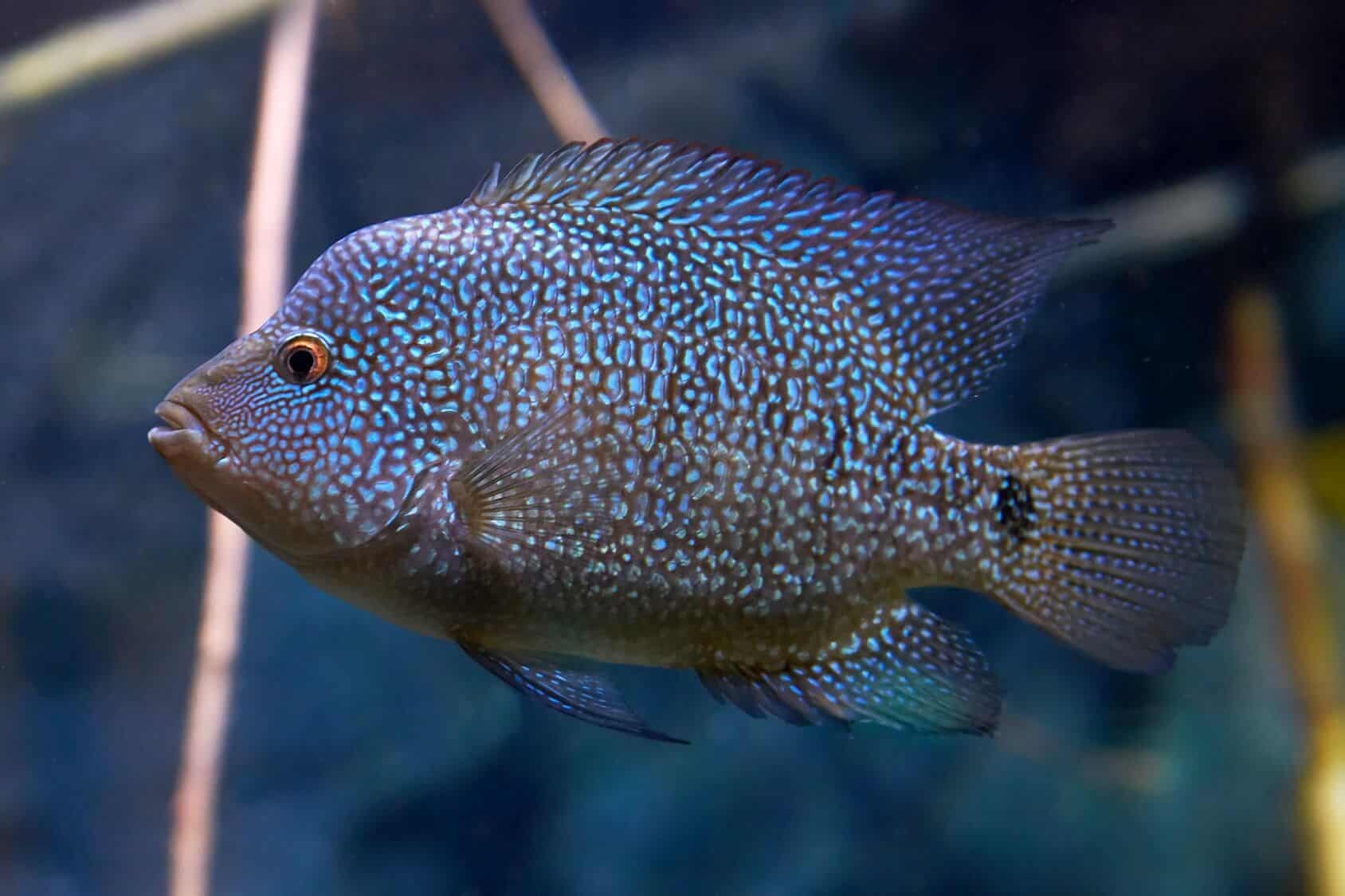 Texas Cichlid Care: Complete Setup Guide