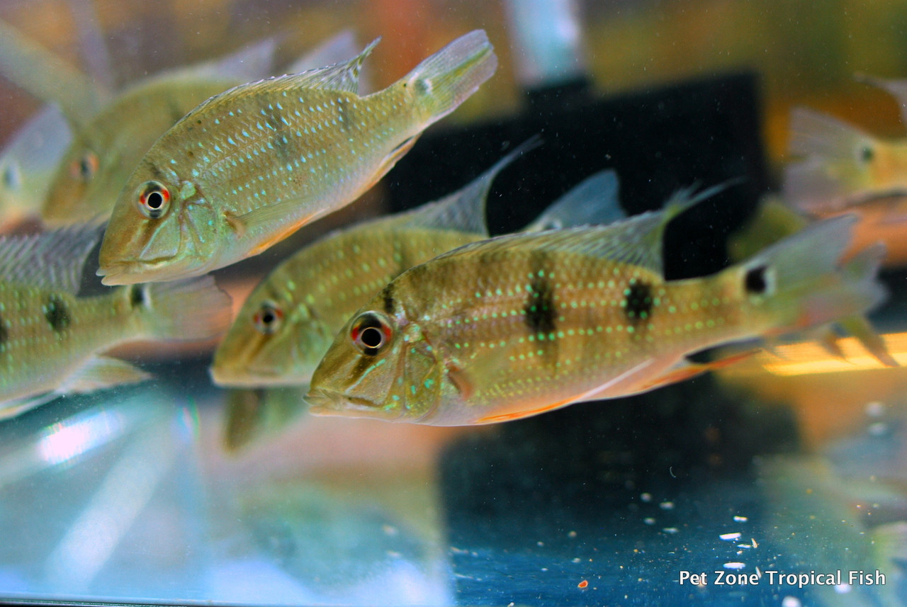 Three-spot Geophagus Care: Tank Guide