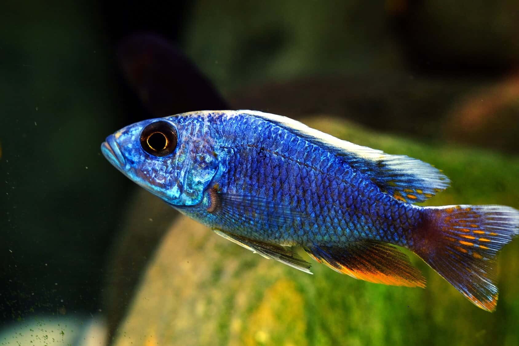 Two-spot Cichlid Care: Essential Guide