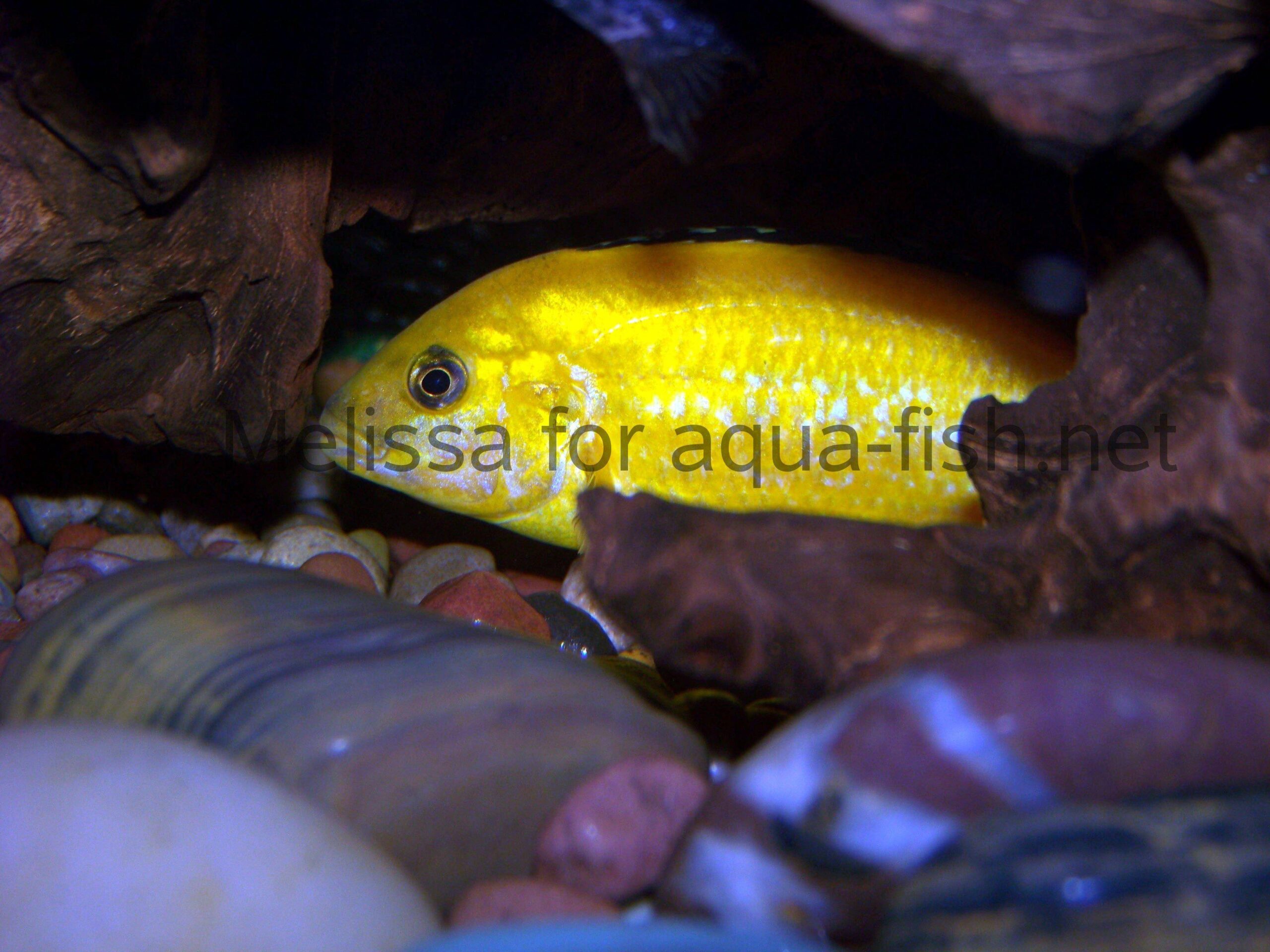 Yellow Peacock Fish Care: Complete Setup Guide