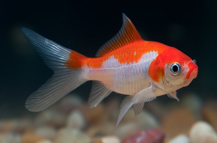 Angelfish and Goldfish: Can They Live Together?