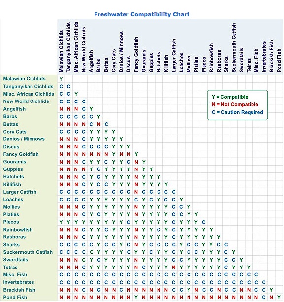 Angelfish and Guppies: Compatibility Guide for Aquarists