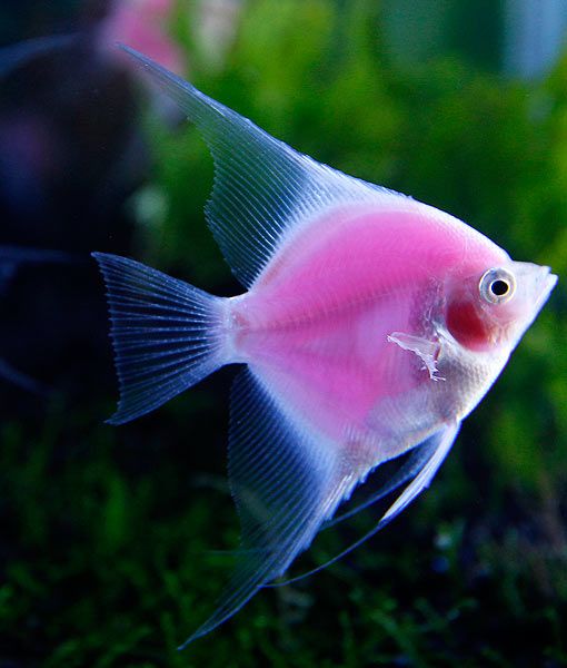 Angelfish Aquarium Setup: Essential Care Guidelines