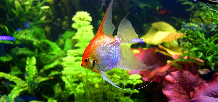 Angelfish Colors: Complete Guide to Natural & Fancy Varieties