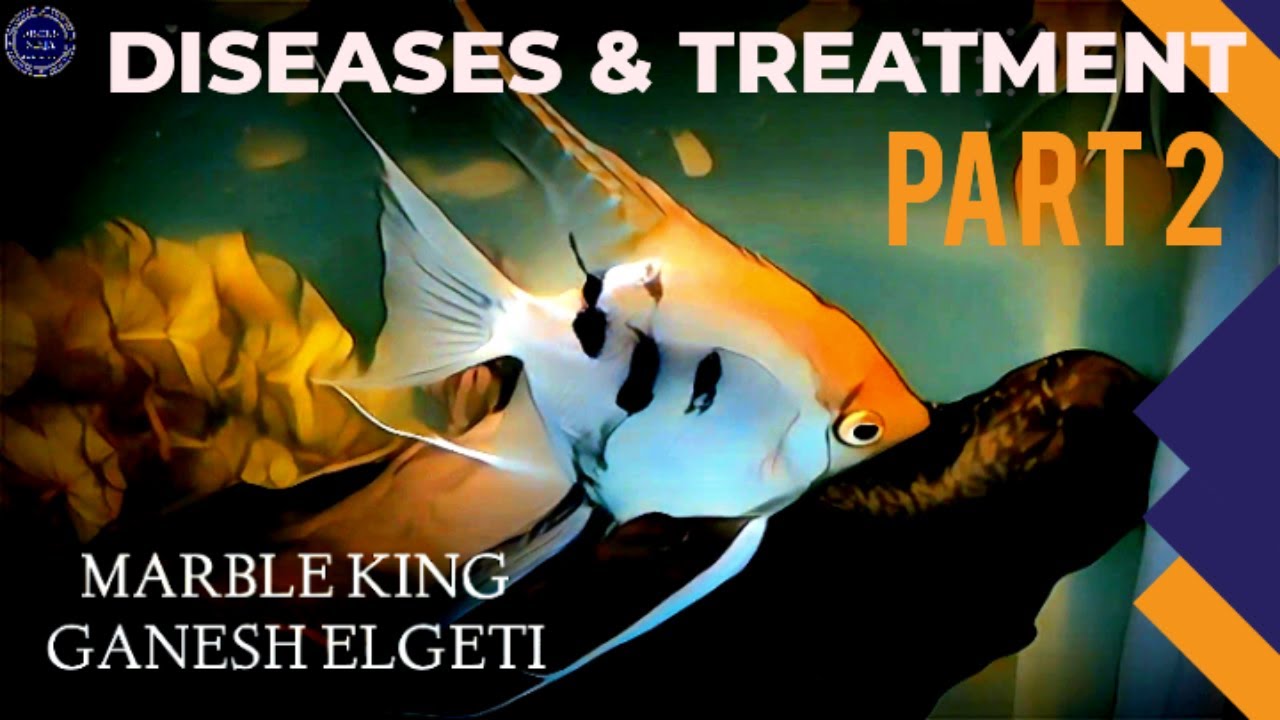 Angelfish Diseases: Prevention and Treatment Guide