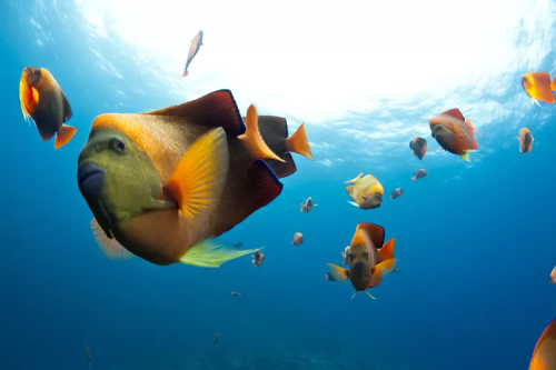 Angelfish Facts: Essential Guide for New Owners