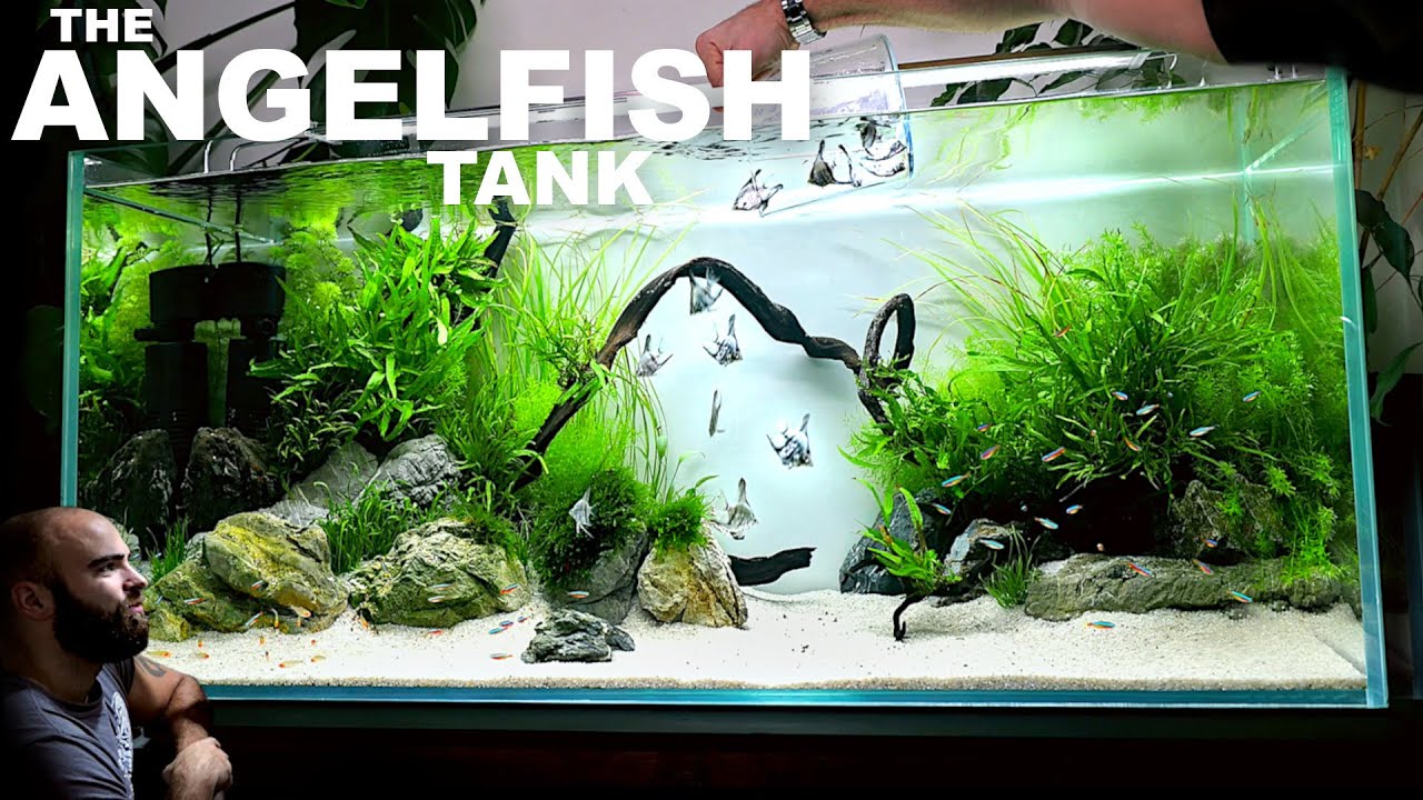 Angelfish in Community Tank: Complete Setup Guide